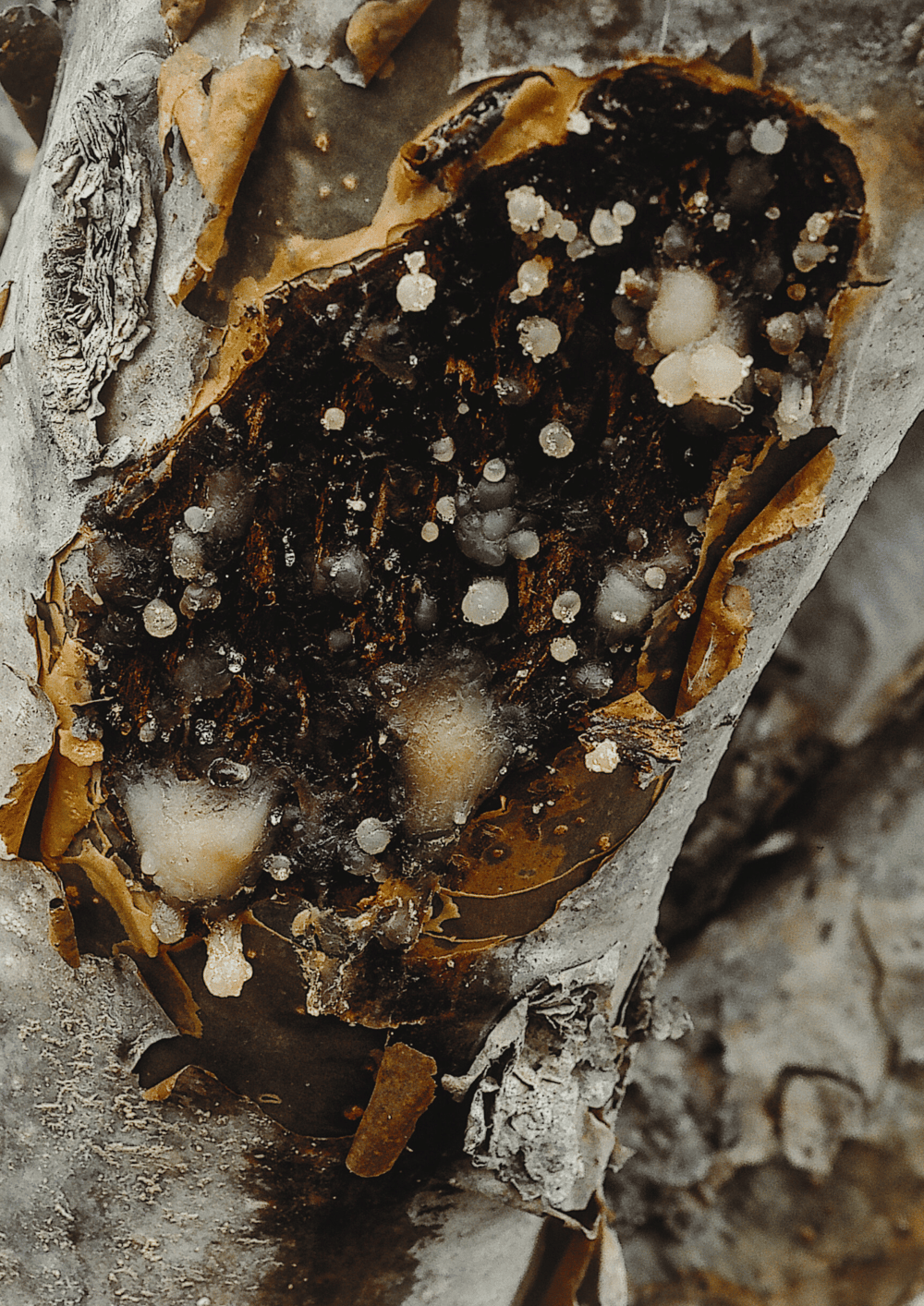 Image of Black Gold Luxury Candle