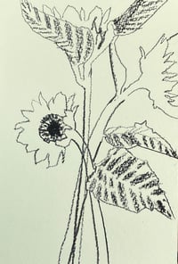 Image 1 of Sunflower postcard drawing 5