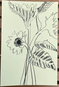 Image 3 of Sunflower postcard drawing 5