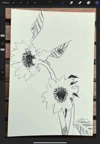 Image 2 of Sunflower postcard drawing 7