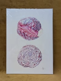 Image 1 of NEW! - A4 Red Cabbage Giclée Print