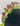 REAL Preserved Deadly Nightshade Assymetrical Crown