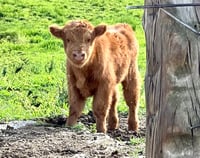 Christmas in the Pasture Sunday Nov. 9th