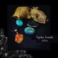 Image 1 of ☽ Populus Tremula ☾