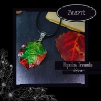 Image 6 of ☽ Populus Tremula ☾