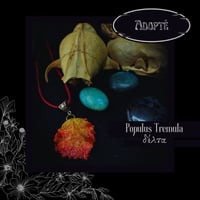 Image 5 of ☽ Populus Tremula ☾
