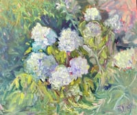 Image 3 of Hydrangea Annabelle  