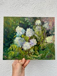 Image 1 of Hydrangea Annabelle  