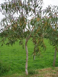 Image 4 of Seed - Eucalyptus Pauciflora – Snow Gum
