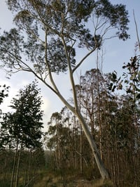 Image 5 of Seed - Eucalyptus Pauciflora – Snow Gum