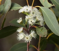 Image 8 of Seed - Eucalyptus Pauciflora – Snow Gum