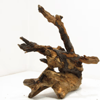 Image 1 of Saltwater Roots  