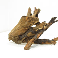 Image 2 of Saltwater Roots  