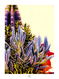 DEFINITELY ALIEN CACTI