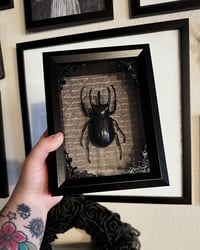 PREORDER - Chalcosoma Chiron Scarab Beetle - Grey Script