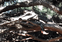 Image 8 of WILD CREATIVE KIDS