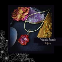 Image 1 of ☽ Primula Acaulis ☾