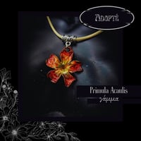 Image 2 of ☽ Primula Acaulis ☾