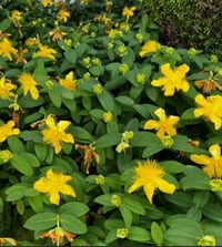 St John's Wort ( Hypericum Perforatum )1L Container 