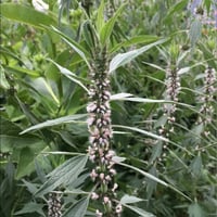Motherwort ( Leonurus Cardiaca ) 1 L Container 