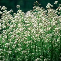 Image 1 of Valerian ( Valeriana Officinalis) 1 L Container 