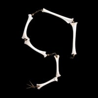 Image 5 of "Mara" Fawn Bone Necklace and Leash