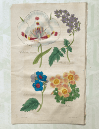 Antique hand coloured botanical print (1)