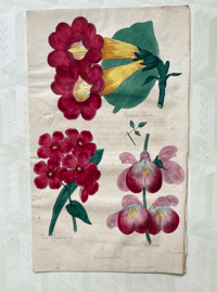 Antique hand coloured botanical print (2)