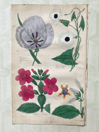 Antique hand coloured botanical print (3)