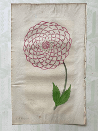 Antique hand coloured botanical print (4)