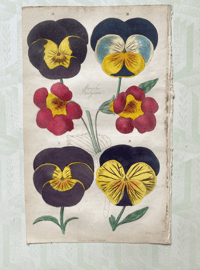 Antique hand coloured botanical print (5)