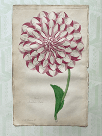 Antique hand coloured botanical print (6)