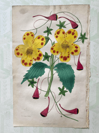 Antique hand coloured botanical print (8)