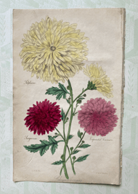 Antique hand coloured botanical print (9)