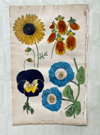 Antique hand coloured botanical print (11)