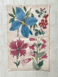 Antique hand coloured botanical print (12)