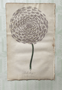 Antique hand coloured botanical print (13)
