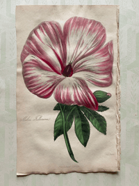 Antique hand coloured botanical print (14)