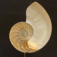 Image 2 of Demi nautile sur socle en bois d'ébène et laiton - Curiosités