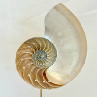 Image 3 of Demi nautile sur socle en bois d'ébène et laiton - Curiosités