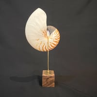 Image 7 of Demi nautile sur socle en bois d'ébène et laiton - Curiosités