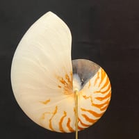 Image 5 of Demi nautile sur socle en bois d'ébène et laiton - Curiosités