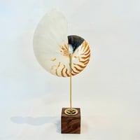 Image 4 of Demi nautile sur socle en bois d'ébène et laiton - Curiosités