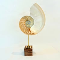 Image 1 of Demi nautile sur socle en bois d'ébène et laiton - Curiosités