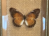 Image 5 of Cadre bois doré et 3 véritables papillons naturalisés sous verre - vintage 1970s 