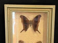 Image 3 of Cadre bois doré et 3 véritables papillons naturalisés sous verre - vintage 1970s 