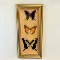 Image 1 of Cadre bois doré et 3 véritables papillons naturalisés sous verre - vintage 1970s 