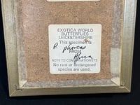 Image 8 of Cadre bois doré et 3 véritables papillons naturalisés sous verre - vintage 1970s 