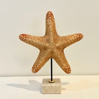 Image 1 of Grande étoile de mer naturelle Protoreaster Nodosus sur socle en marbre.