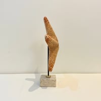 Image 6 of Grande étoile de mer naturelle Protoreaster Nodosus sur socle en marbre.